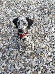 Pictures Dog Lovers Need To See Asap On Funnydogs Topdogs Dogmeme Dogsarefunny Cutedogs Dogs We Rate Dogs Dog Lovers