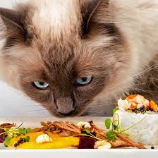 World S Most Expensive Cat Food Sells Out In An Hour Shopping News Cat Food Food Animals Healthy Pets