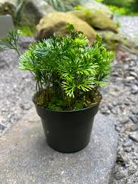 Image result for Elaphoglossum lastii