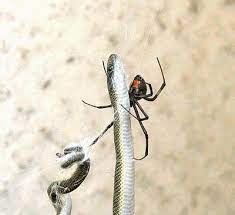 Pin On Reptiles