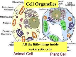 Check spelling or type a new query. All The Little Things Inside Eukaryotic Cells Ppt Download