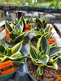 Image result for Sansevieria