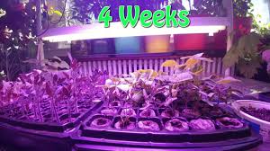 Kingbo Higrow 1000w Led Grow Light Review Gl 1000w Youtube