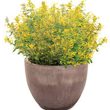 Image result for sanvitalia combine in pots