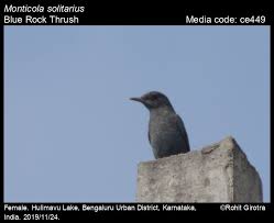 Image result for Searsia monticola