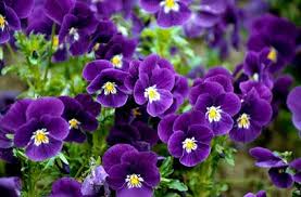 Rhs Plant Selector Viola Velour Purple And White Velour Series Rhs Gardening Viola Flower Plants Pansies Flowers
