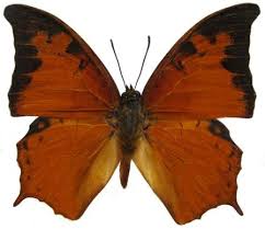 Image result for Leptoderris goetzei