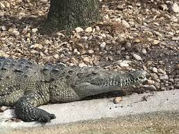 Say What Alligator Captured On Staten Island New York Daily News