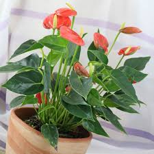 Anthurium Hybriden Blumen Pflanzen Zimmerpflanzen