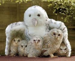 Owl Family Animals Baby Animals Cute Animals Animals