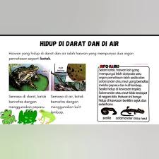 A) b) c) 5) pilih ejaan yang betul. Esj Online Tuition Darjah 4 Unit 3 Haiwan Facebook
