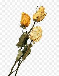 Order flower delivery to home, office, another city. Dried Flowers Dried Flowers Flowers Dried Png Pngwing