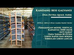 Check spelling or type a new query. Menyediakan Kandang Burung Puyuh Dua Putra Quail Farm Sentra Bibit Puyuh Petelur