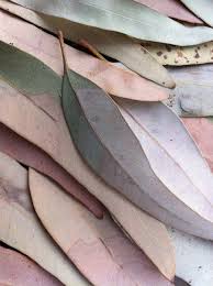 Australian Native Leaves Suppresso Contains Only The Best Most Effective Ingredients Color Inspiration Color Of The Year Pantone Color