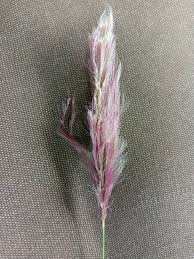 Image result for Chloris roxburghiana