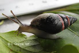 Image result for Actinanthella