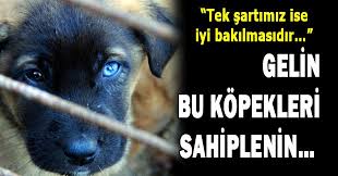 Gelin Bu Kopekleri Sahiplenin Kocaeli Haberleri