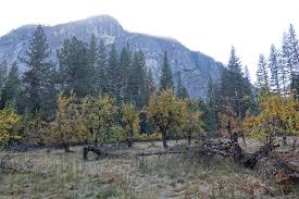 Image result for lamon.