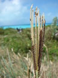 Image result for Eustachys