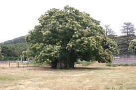 Résultat de recherche d'images pour "scolyte du figuier"