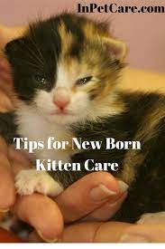 Tips For New Born Kitten Care Kitten Care Newborn Kittens Baby Kittens