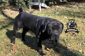 Please let no one buy this corrupted breeds to serve as a deterrent. Black Boerboels Exotic African Boerboel Breeders
