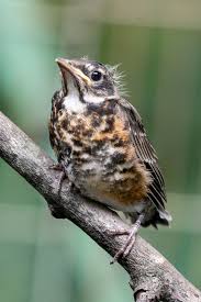 For example, many people are surprised to learn that robins are among only a handful of birds that can safely eat worms. What Do Baby Robins Eat Daily Birder