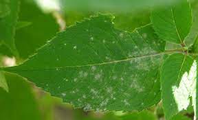 The plants have been receiving plenty of rain. What S Wrong With My Plant Garden University Of Minnesota Extension