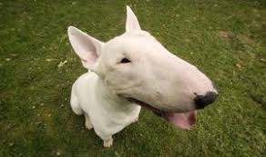 Take notice if your dog loses interest in food and/or water for more than 48 hours. Puppy Up Foundation Dog Cancer Can Sleeping In The Sun Cause My Dog To Get Skin Cancer