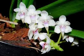 Image result for Polystachya odorata