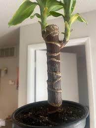 Image result for Dracaena steudneri