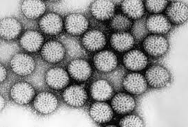 Protect your child from rotavirus. Rotavirus Vaccines Kill Cancer Cells European Biotechnology