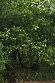 Image result for Heinsia