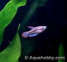 Trichopsis Pumila Sparkling Gourami Pygmy Gourami Beautiful Fish One Fish Aquarium Fish