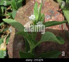 Image result for Asystasia mysorensis