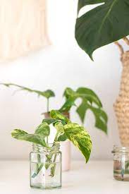 Diese form der vermehrung geht ganz unkompliziert von der hand, wie die folgende anleitung beweist. Efeutute Vermehren Und Pflegen Diy Urban Jungle Diy Blog Do It Yourself Anleitungen Zum Selbermachen Wiebkeliebt Efeutute Vermehren Efeutute Efeu