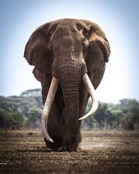 Bull Elephant Bull Elephant Majestic Animals Elephants Photos