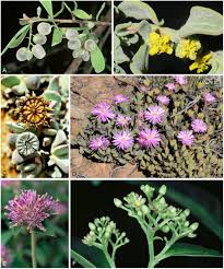 Image result for Afrobrunnichia erecta