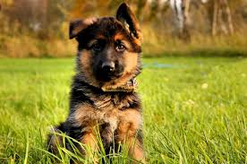 Puppy training timeline for your german shepherd dog: German Shepherd Puppy Ear Different Stages Mixgermanshepherd Com