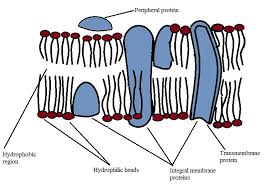 Its function is to keep the cell as a distinct entity in a along the phospholipid bilayer , numerous proteins are embedded within the membrane. Cell Membrane Definition Function Structure Animal Plant Cell