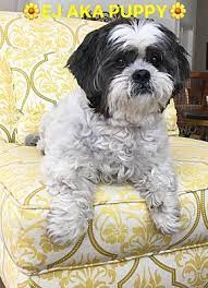 Adorable yorkie puppies for adoption 2 adorable puppy of age 8 weeks for adoption. West Palm Beach Fl Shih Tzu Meet Ej Aka Puppy A Pet For Adoption