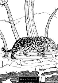 38+ baby leopard coloring pages for printing and coloring. Pin On Endangered Animals