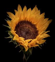 Перевод песни sunflower — рейтинг: Sunflower Flowers Featured Content Lovingly