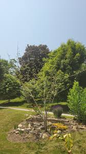Image result for Albizia glaberrima