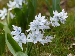 Dieses Blausternchen Kommt Fast Weiss Mit Hellblauen Adern Daher Zauberhaft Nur Der Name Ist Kaum Auszusprechen Scilla Mischtschen Blaustern Krokus Hyazinthe