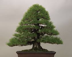 Pohon bonsai saat ini sangat sulit ditemukan dan termasuk spesies pohon langka. 7 Gaya Pohon Bonsai Paling Unik Kamu Pernah Melihatnya