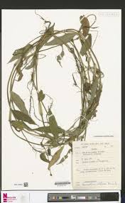 Image result for Kotschya aeschynomenoides