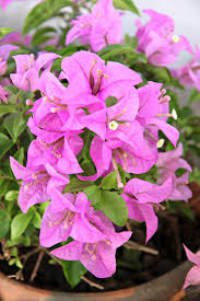 Site Verification Winter Plants Growing Winter Vegetables Bougainvillea