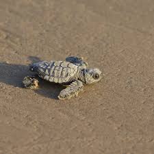 Image result for turtle