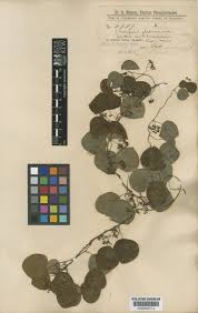 Image result for Cissampelos rigidifolia